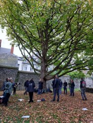 Un arbre mille liens